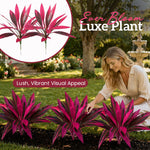 Bloomora | Altijd kleur in je tuin