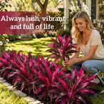 Bloomora | Altijd kleur in je tuin
