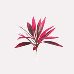 Bloomora | Altijd kleur in je tuin