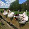 Luxury Garden Chicken™ | Grappige kippen tuindecoratie