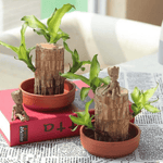 Geluksplant™ | Gemaakt van Braziliaans hout
