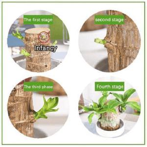 Geluksplant™ | Gemaakt van Braziliaans hout