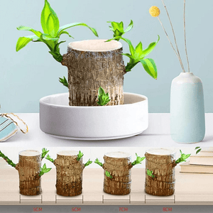 Geluksplant™ | Gemaakt van Braziliaans hout